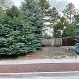 Yard with evergreen trees