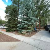 Trees and walkway