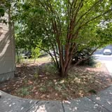 Tree bed