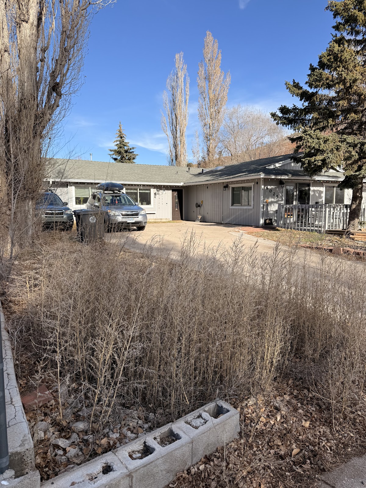 Overgrown yard project