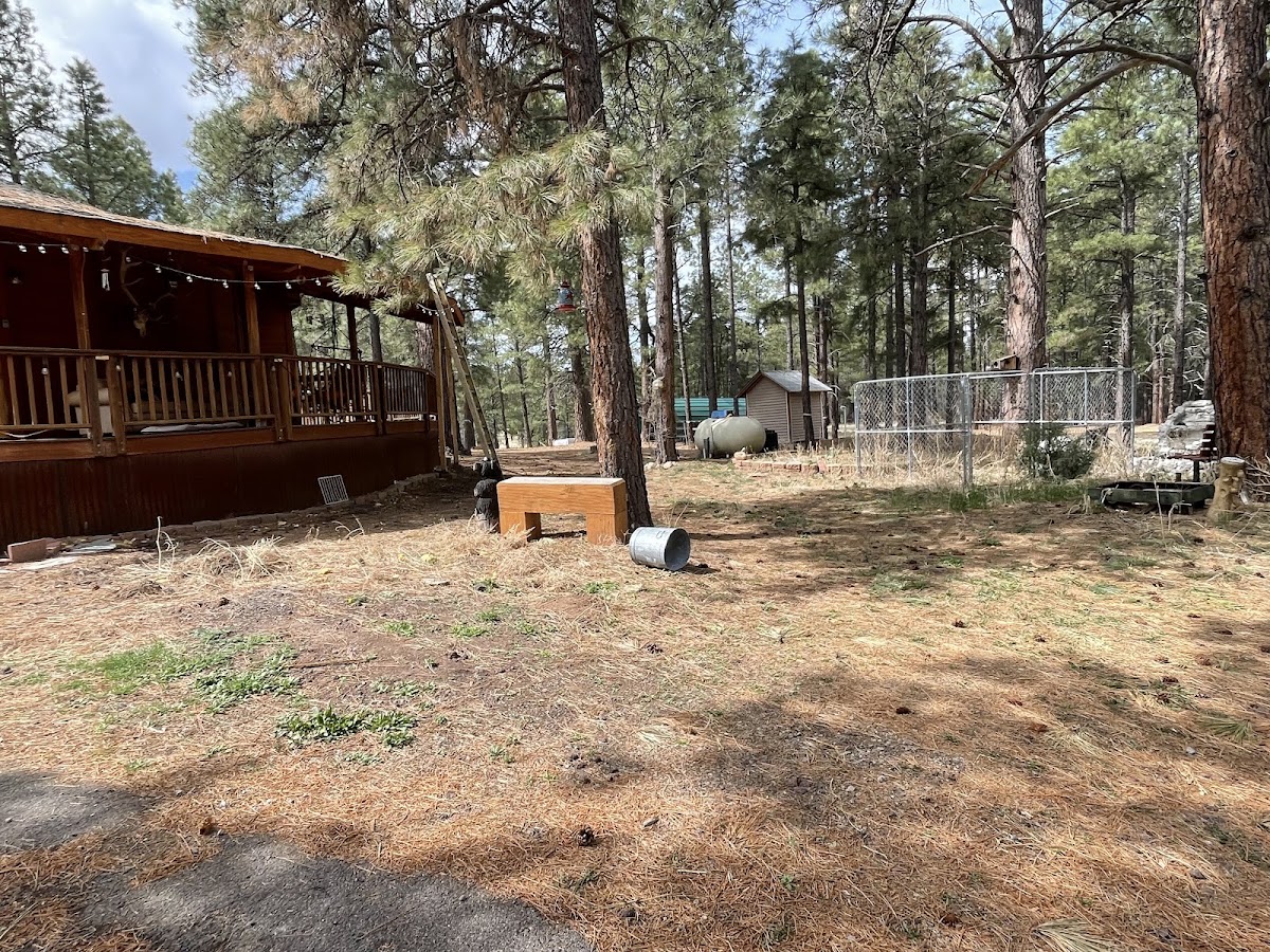 Yard under pine trees in Flagstaff